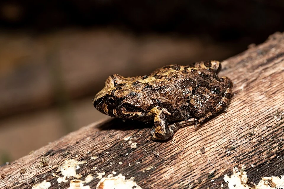 Pleurodema borellii in Tucumán, Argentina. Photo by Gaspar (iNaturalist user "kuroulysses"). Original iNaturalist observation here: https://www.inaturalist.org/observations/270278556
