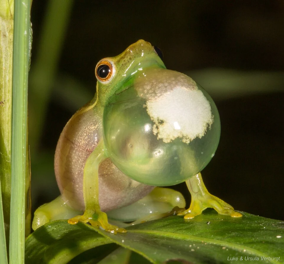 Hyperolius acuticeps Seldomseen, Vumba, Zimbabwe