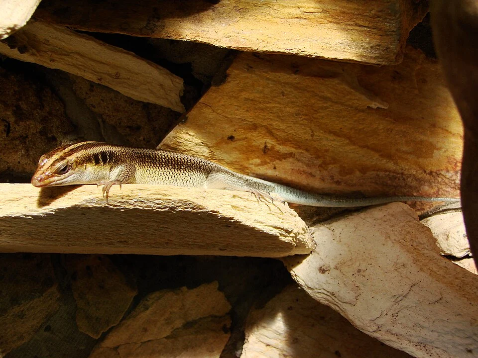 Picture taken in the zoo of Wrocław (Poland):
Mabuya quadricarinata (Boulenger, 1887)