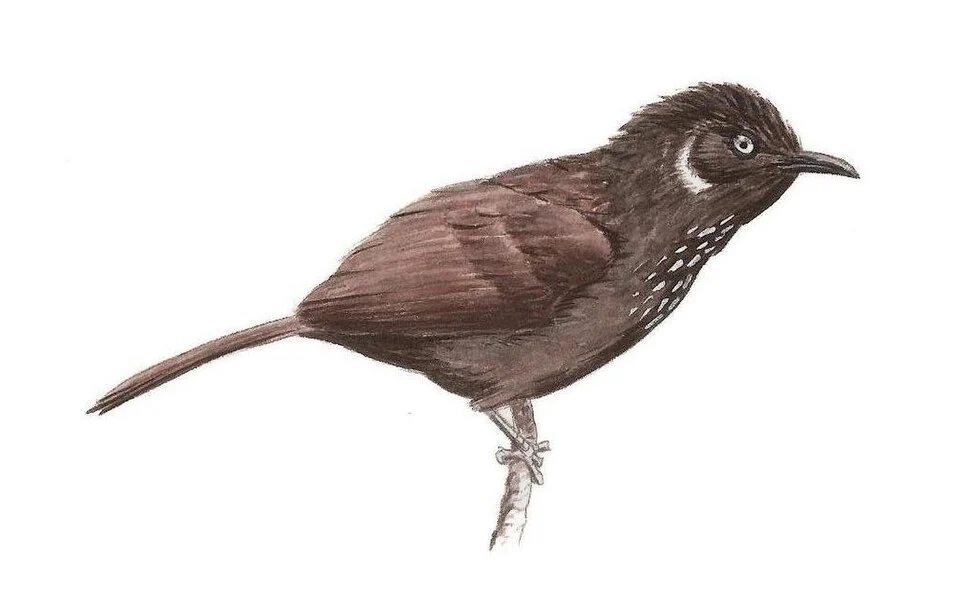 Nonggang Babbler (Stachyris nonggangensis) - Risso Romain
