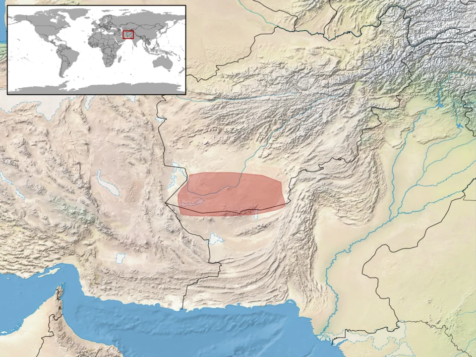 geographic distribution of Phrynocephalus luteoguttatus (Native:
Afghanistan; Pakistan)