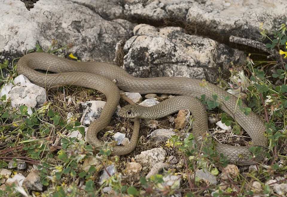 An Eirenis modestus at Samos, Greece.