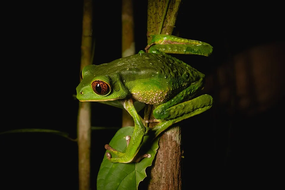 Tarsier Leaf Frog (Phyllomedusa tarsius) in Brazil