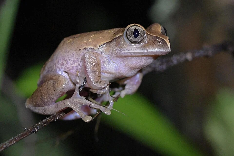 Cinnamon Tree Frog (Leptopelis cynnamomeus). Species of amphibian.