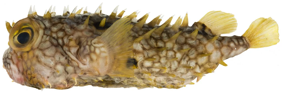 Chilomycterus antillarum Jordan & Rutter, 1897—web burrfish, 180.0 mm SL.
Photo by JT Williams.