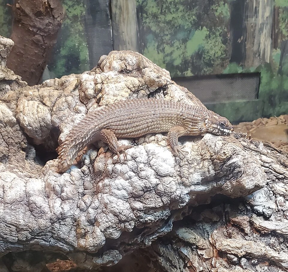 Egernia hosmeri at Philadelphia Zoo