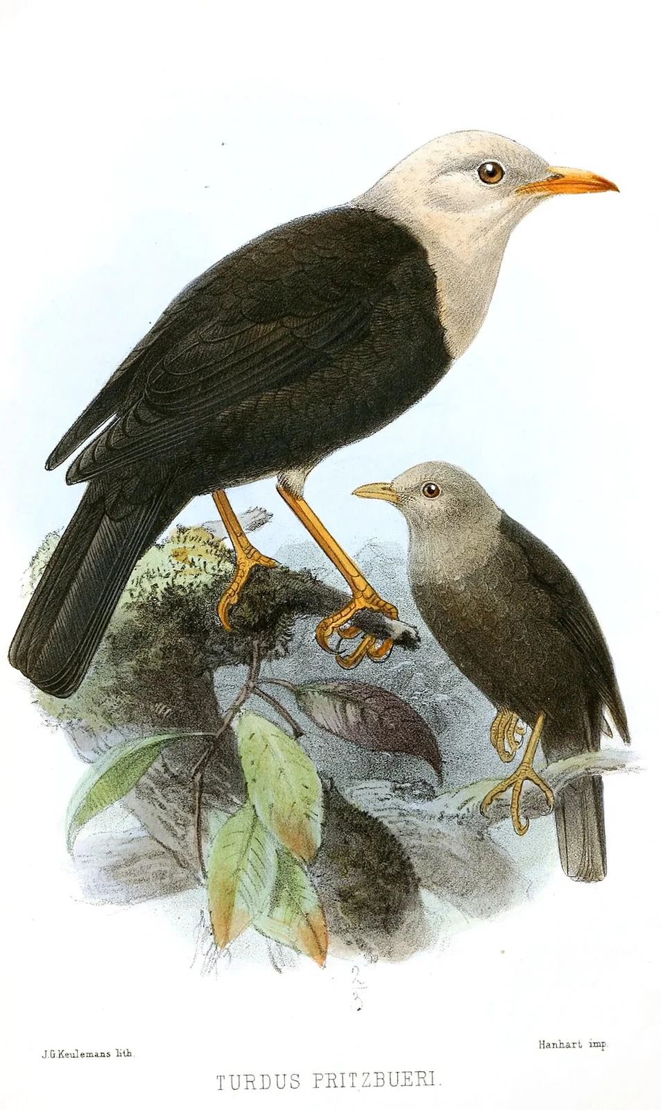« Turdus pritzbueri » = Turdus poliocephalus pritzbueri (Subspecies of Island Thrush)