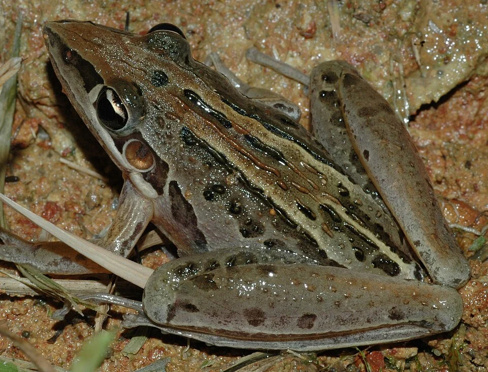 Litoria nasuta, Rocket Frog from en:Piggabeen, NSW en:Australia.