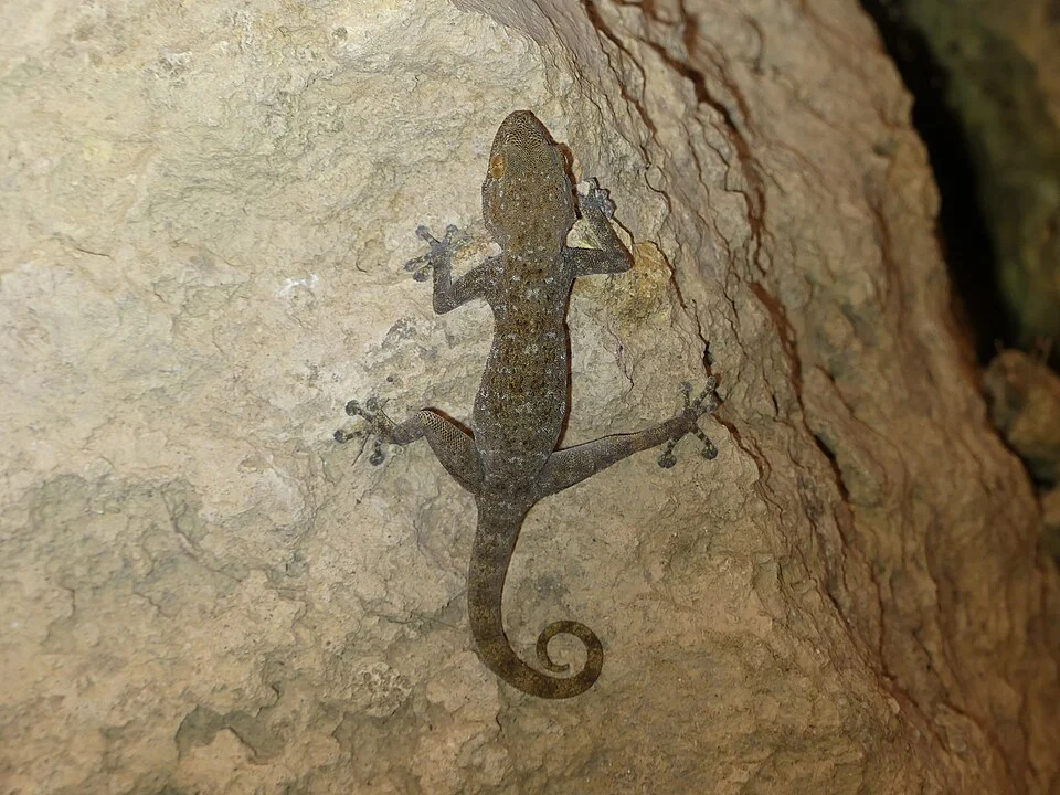 Algerian Fan-fingered Gecko (Ptyodactylus oudrii)
