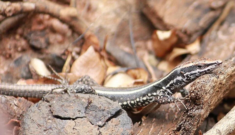 Soutpansberg Rock Lizard