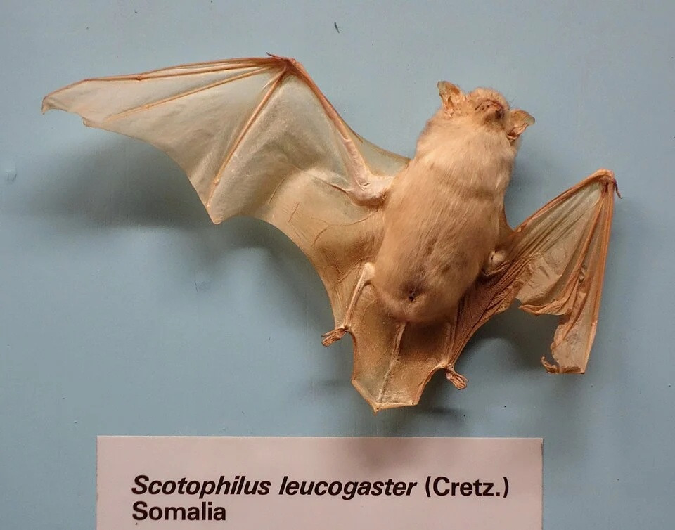 Exhibit in the Museo Civico di Storia Naturale di Genova, Via Brigata Liguria, 9, 16121, Genoa, Italy. Photography was permitted in the museum without restriction.