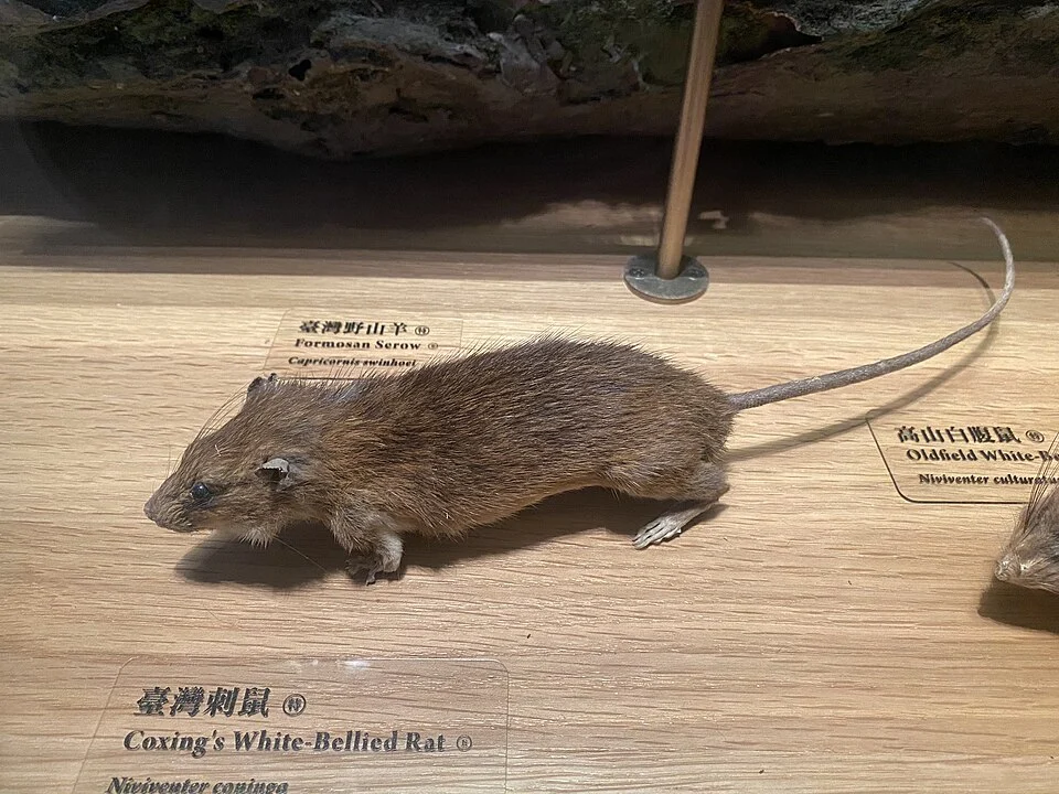 ​台灣刺鼠的標本