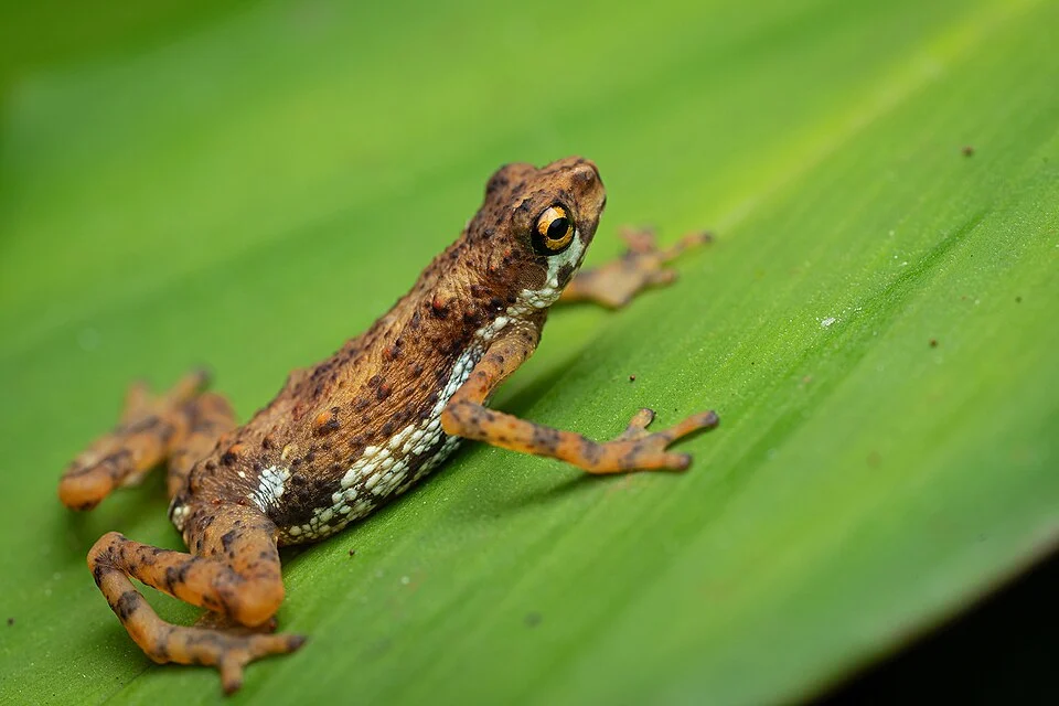 Pelophryne signata from Borneo Highlands