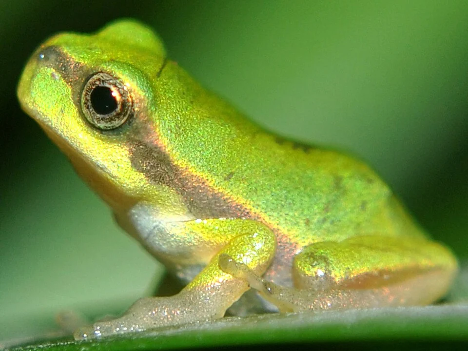 Hyla annectans (Jerdon, 1870) - Jerdon's tree frog, Assam treefrog, Indian hylid frog, green leave frog, or Southwestern China treefrog