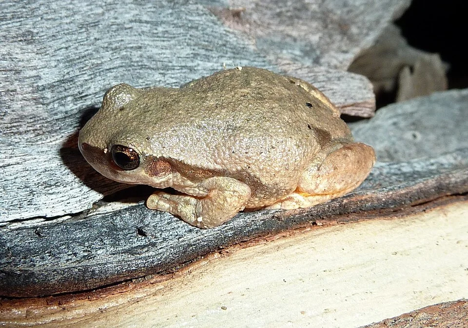 Desert tree frog (Litoria rubella), Northern Territory, Australia