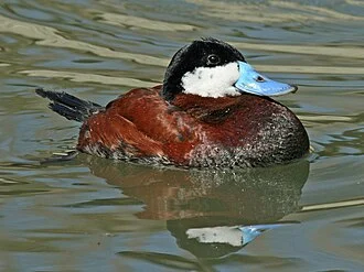 ♂ Ruddy Duck (Oxyura jamaicensis) at Sylvan Heights Waterfowl Park in Scotland Neck, North Carolina.