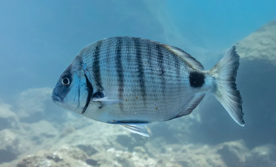 White sea bream (Diplodus sargus), Madeira, Portugal
