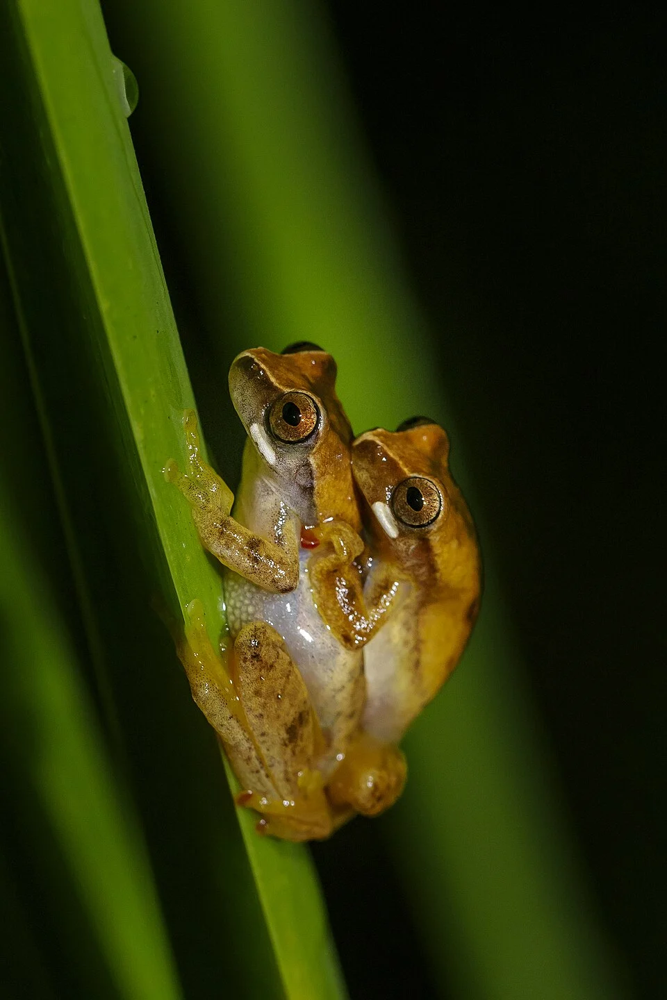 Área de Proteção Ambiental Quilombos do Médio Ribeira de nível Estadual, localizado (a) em Barra do Turvo (SP), Eldorado (SP), Iporanga (SP), Bailey's Brazillian Tree Frog - 
Dendropsophus werneri