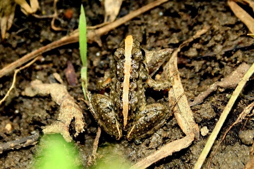 Minervarya agricola in Sri Lanka