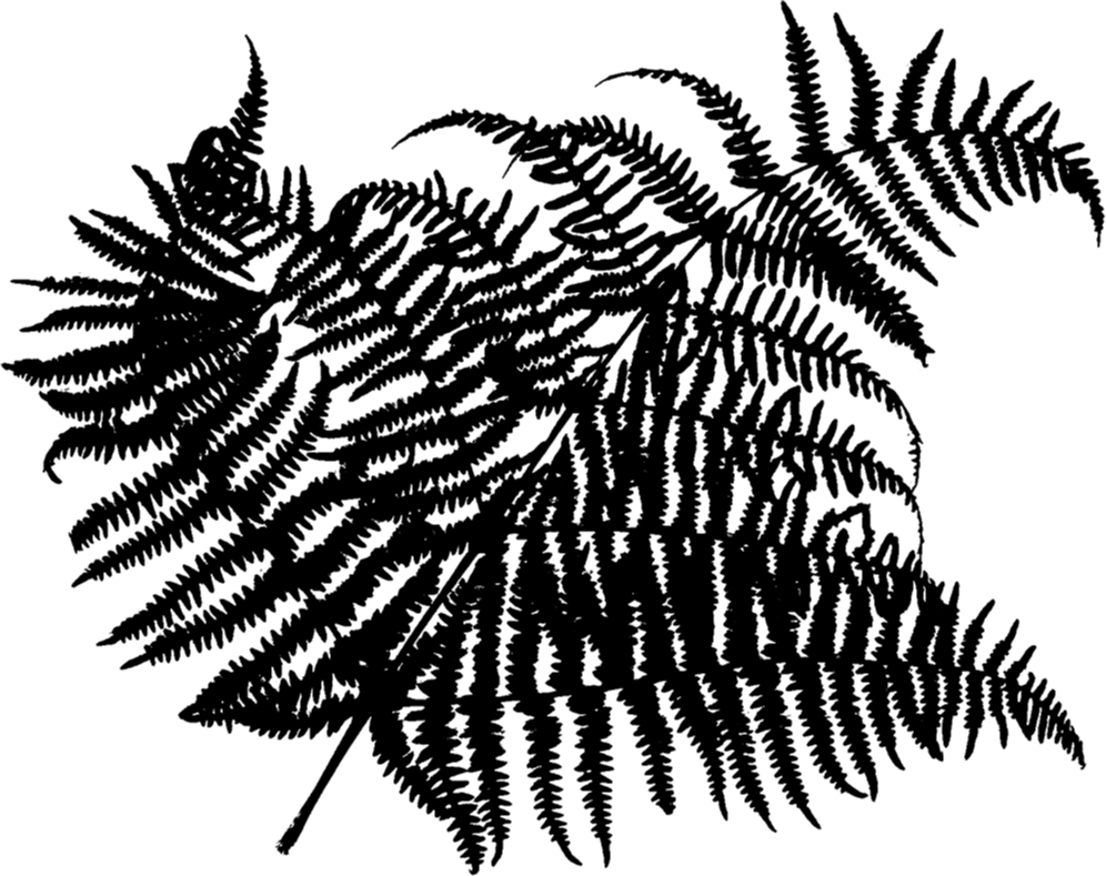 A black silhouette of a branched fern frond with many narrow finely divided leaflets.