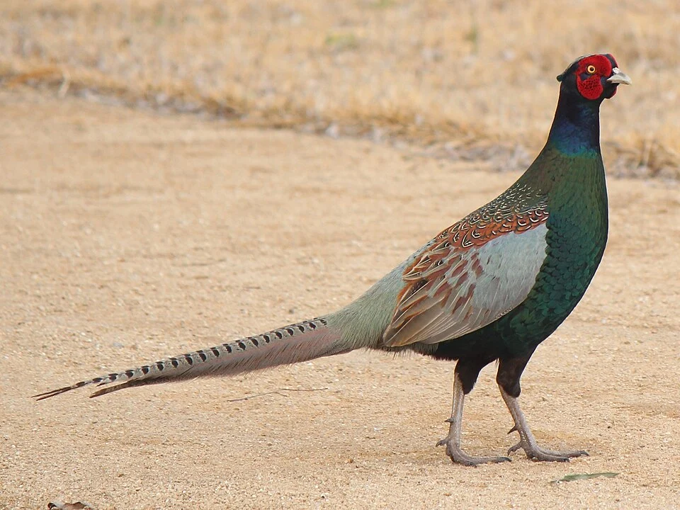 Phasianus versicolor (Green Pheasant, Phasianus colchicus versicolor), male walking in Japan