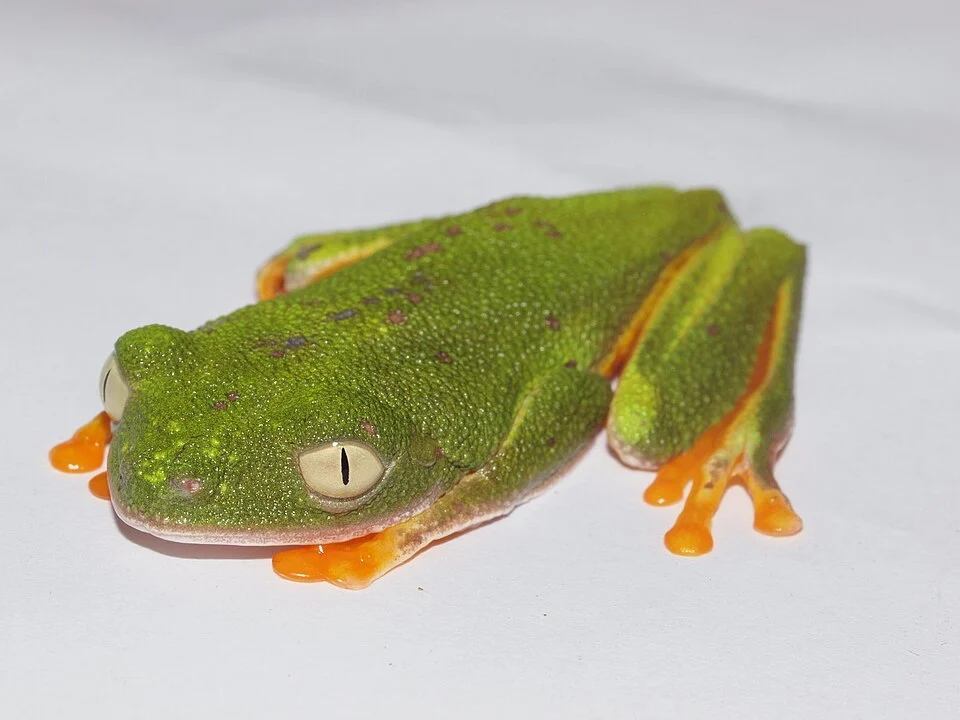Amazonian Monkey Frog (Agalychnis hulli). Species of amphibian.