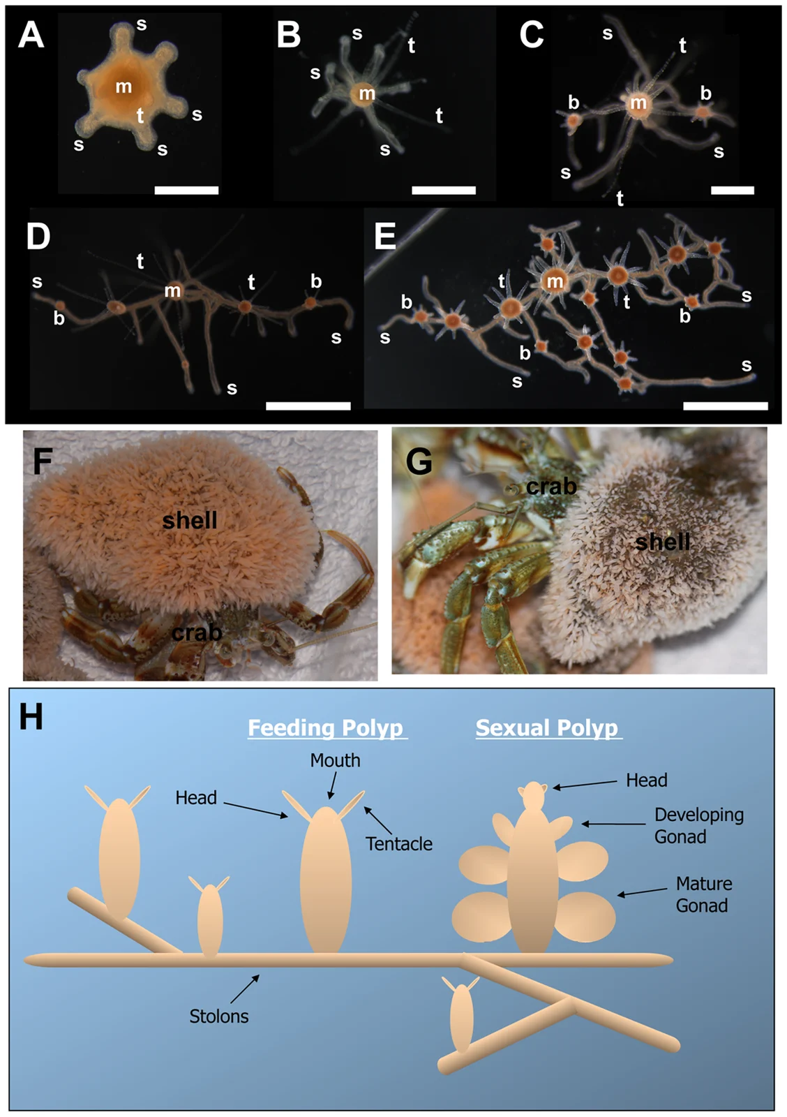Hydractinia echinata colony micrographs, colonies covering hermit-crab shells, and a labelled feeding and sexual polyp diagram.