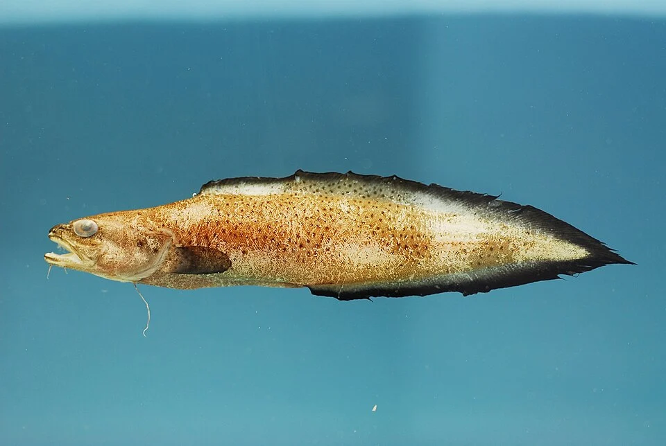 Bearded brotula ( Brotula barbata ). Gulf of Mexico.