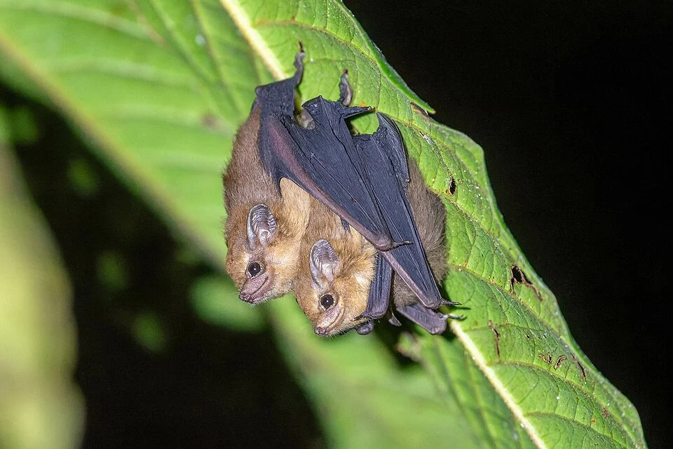 Photo of Dark Sheath-tailed Bat uploaded from iNaturalist.