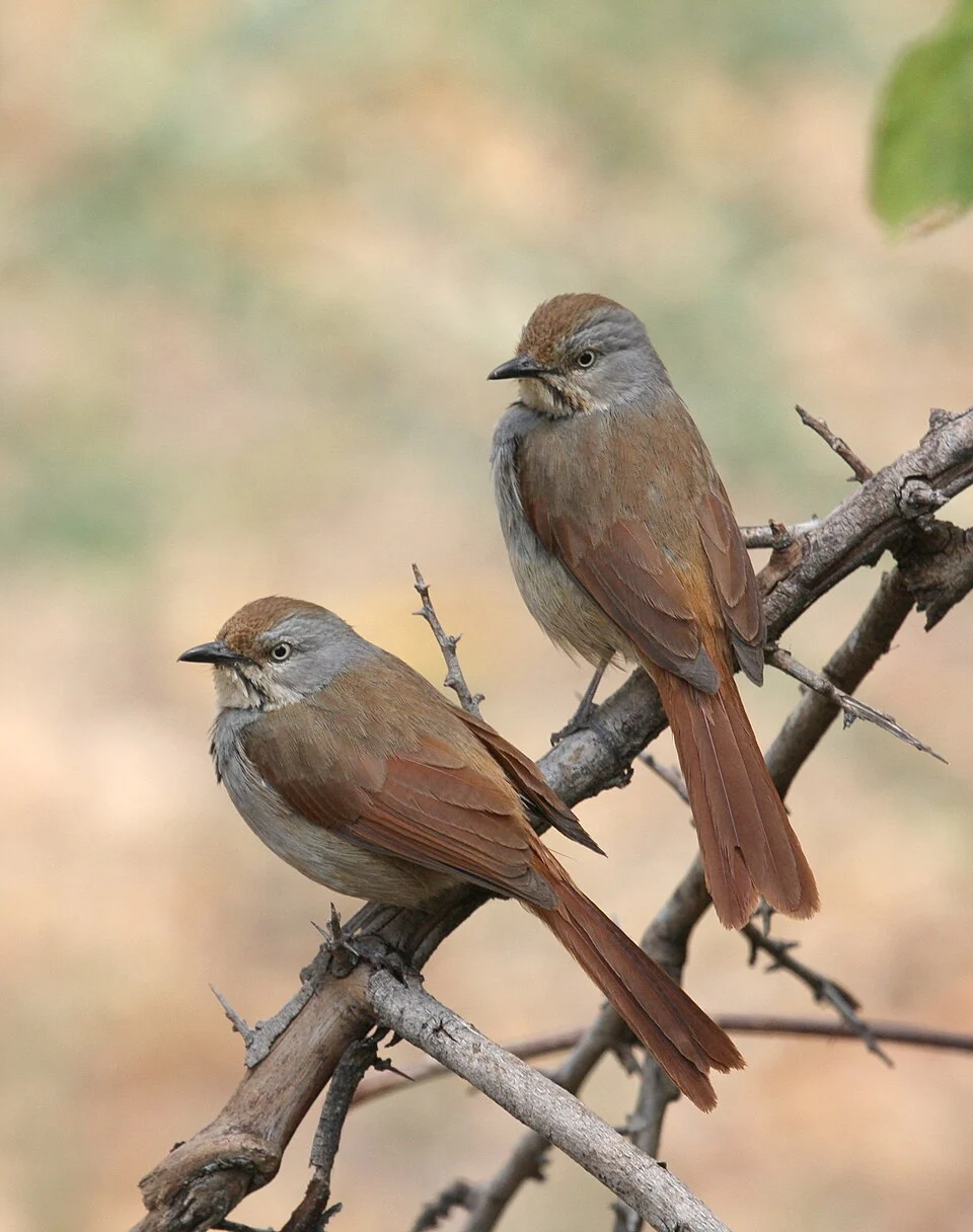 Two Collared Palm-thrushs near Jongomero, Ruaha National Park, Tanzania.
