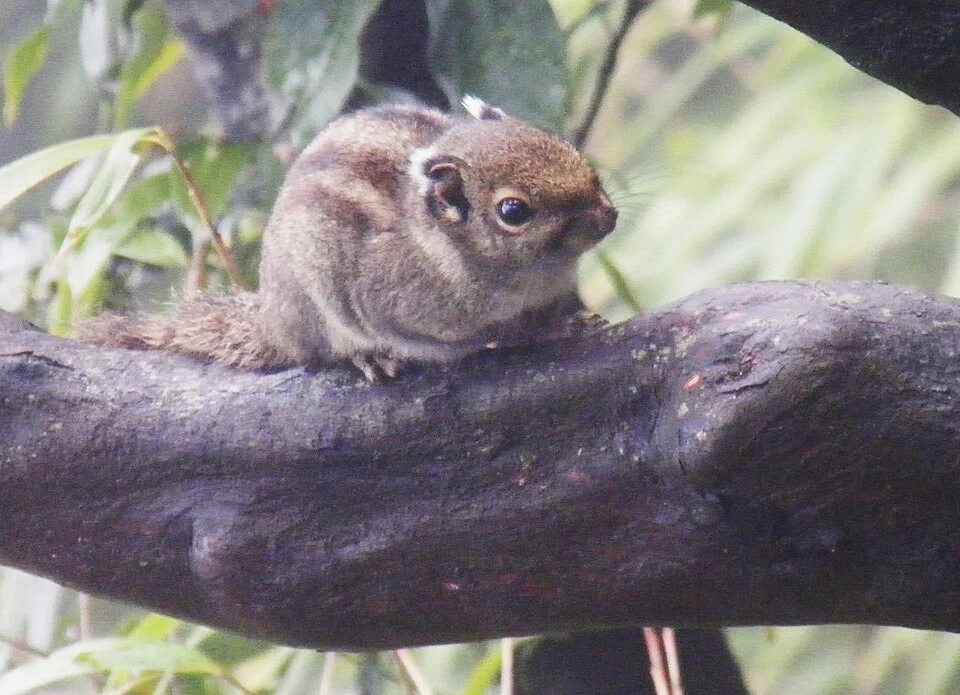 Maritime striped squirrel Tamiops maritimus, Mount Sanqing, Jianxi, PR China