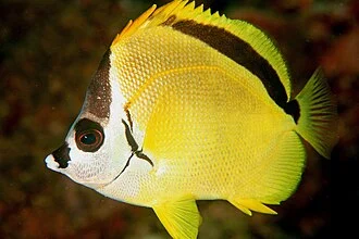 Johnrandallia nigrirostris

Shot at Machete dive site in the Coiba National Park, Panama.