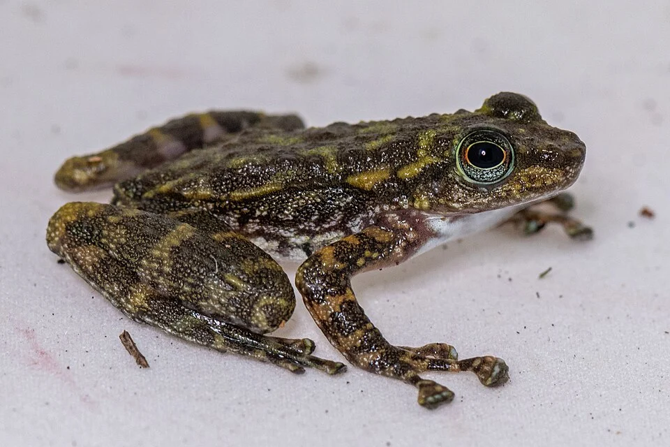Amolops cremnobatus. Species of amphibian.