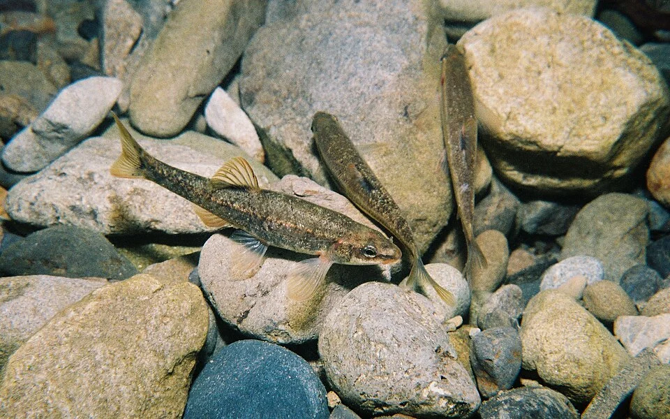 Speckled dace in Lake Quinault at the mouth of Gatton Creek.
Photo Credit Roger Tabor (USFWS)
