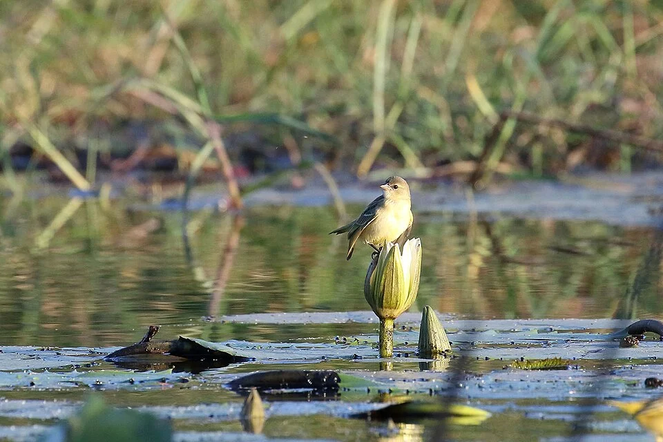 Katanga masked weaver, Bangweulu, Zambia
