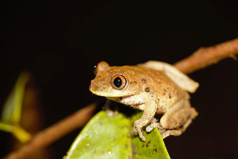 Leptopelis aubryioides, the Kala Forest Treefrog