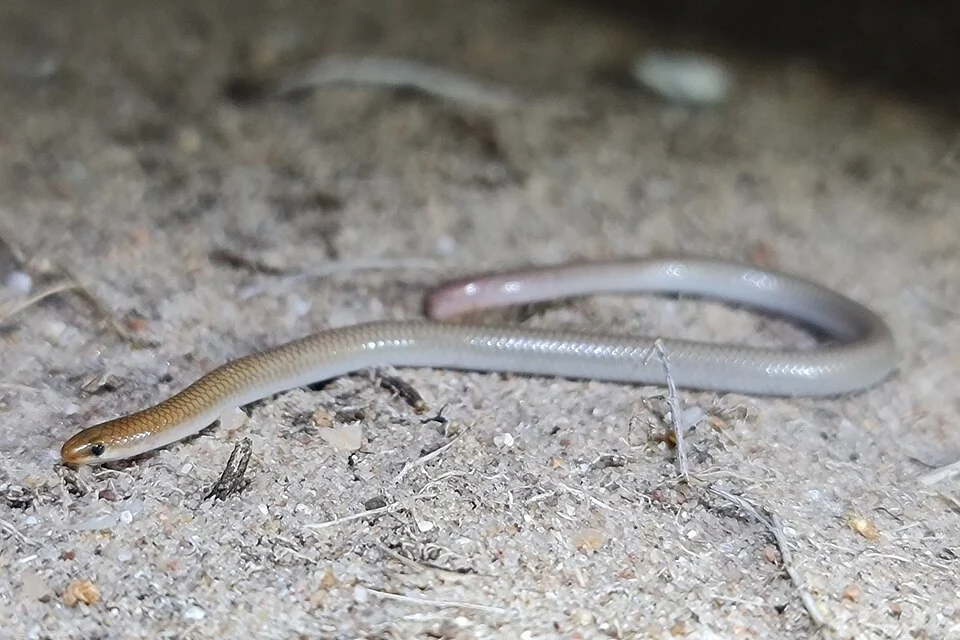 Mallee Worm-Lizard (Aprasia inaurita). Species of reptile.