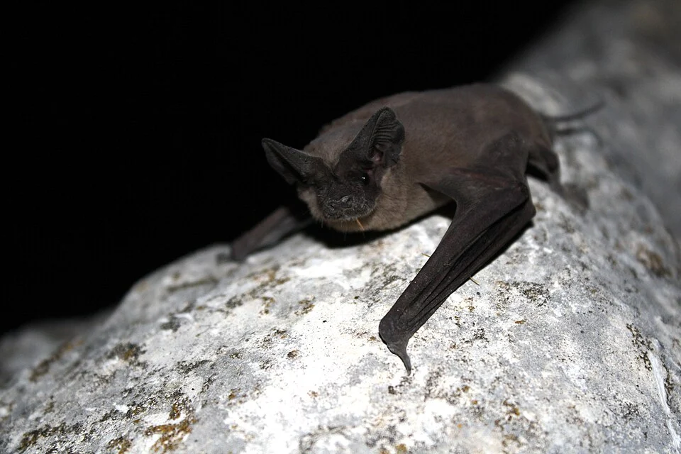 Mexican free-tailed bat (Tadaria braziliensis)

photo credit: USFWS/Ann Froschauer