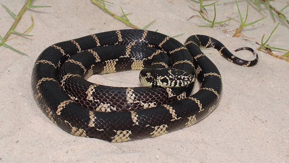 This snake was found predating a diamondback terrapin nest.