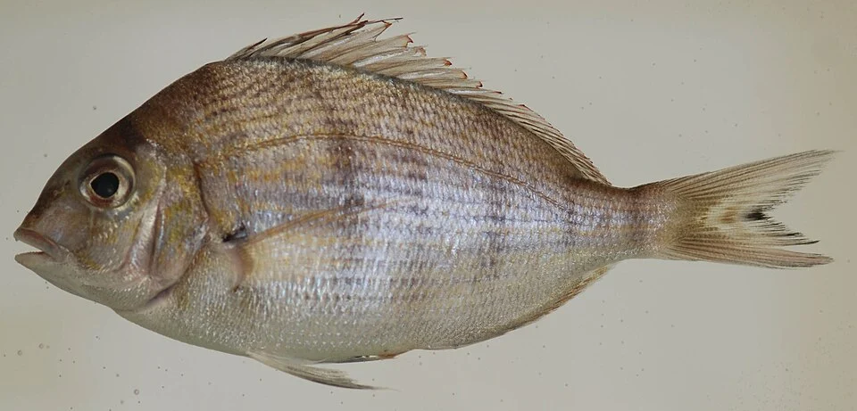 scup, Stenotomus chrysops, 103mm SL. Chesapeake Bay Bridge and Tunnel, Northampton County, VA - 09/13/12. Caught by VIMS Trawl Survey. Photo by Robert Aguilar, Smithsonian Environmental Research Center.