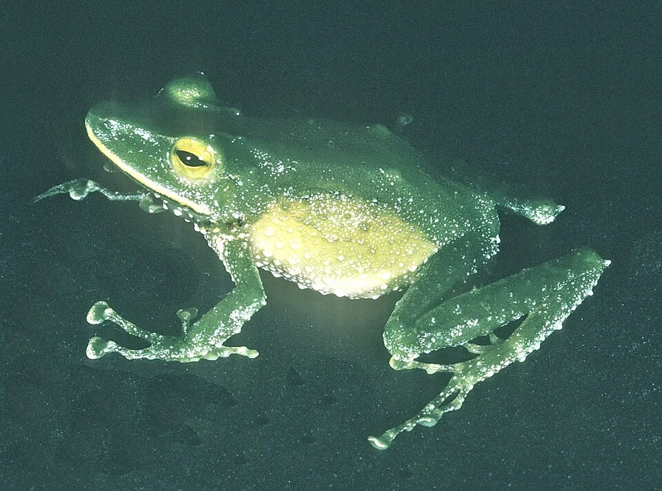 Pristimantis galdi