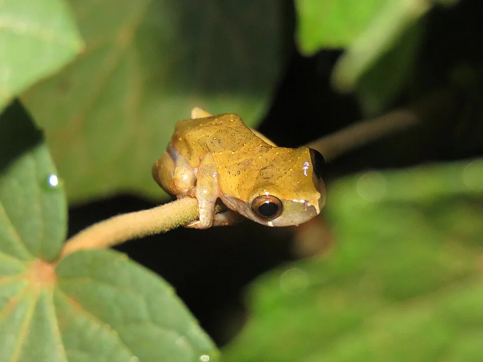 Pauini Tree Frog (Dendropsophus pauiniensis) in Bolivia