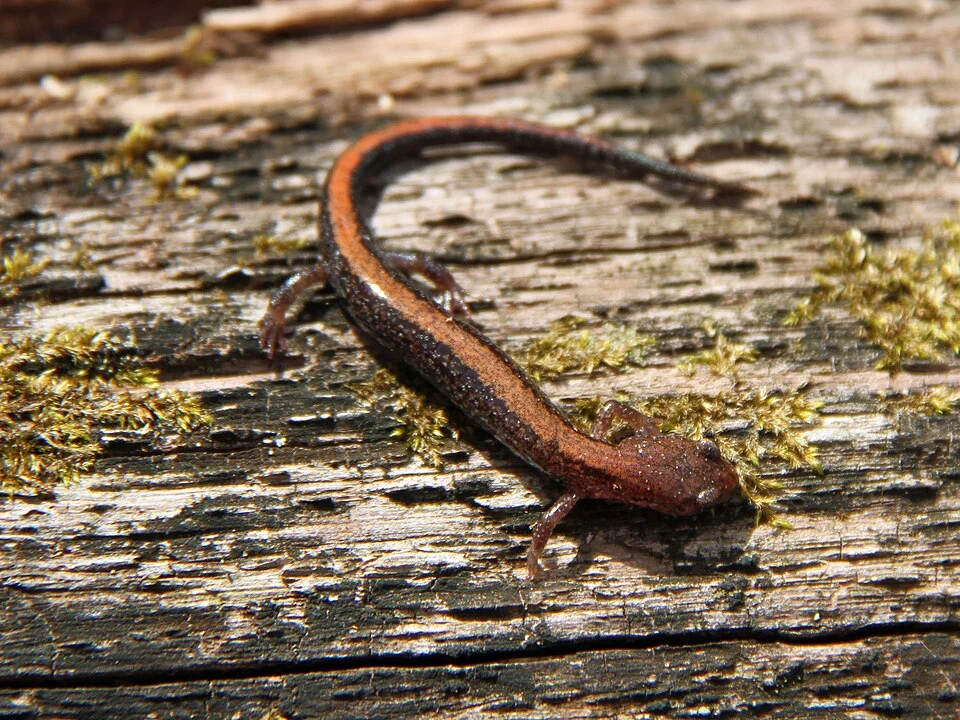 Southern Red-backed Salamander (Plethodon serratus)