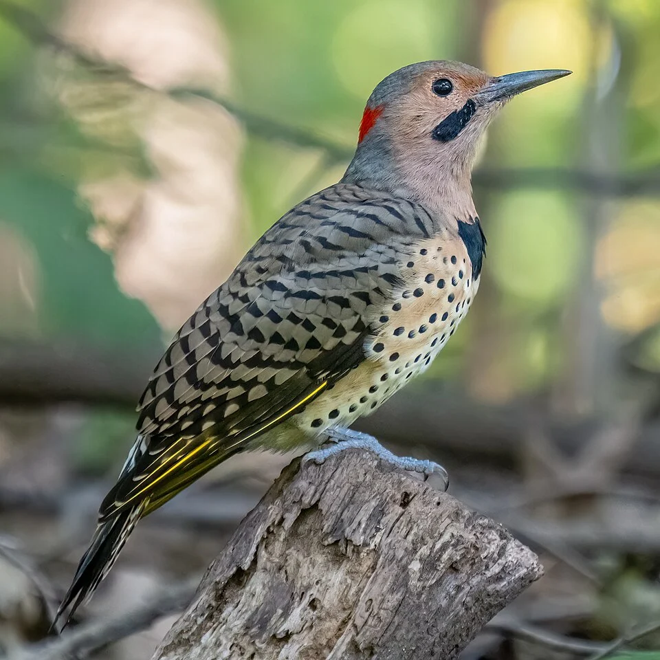 Northern flicker, northern yellow-shafted flickr subspecies, Colaptes auratus luteus, male