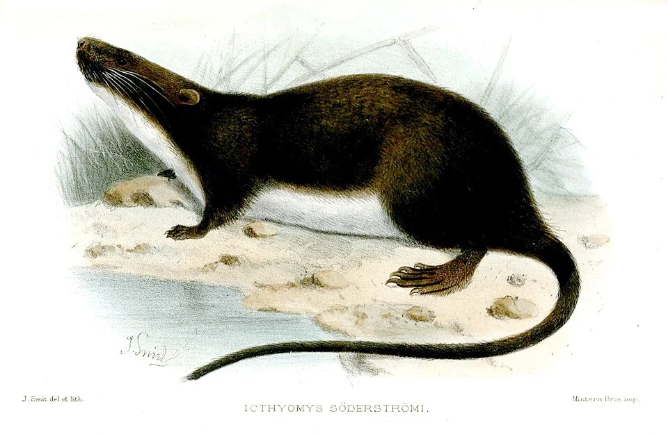Ichthyomys hydrobates soderstromi