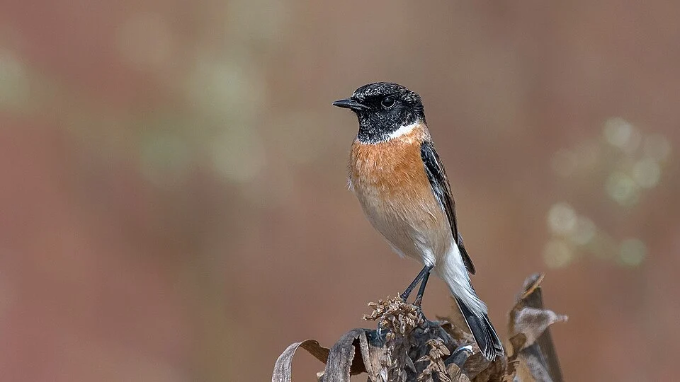 Siberian stonechat, Male in breeding plumage | Rollapadu, Andhra Pradesh, India; Photographed by Prasanna Kumar Mamidala