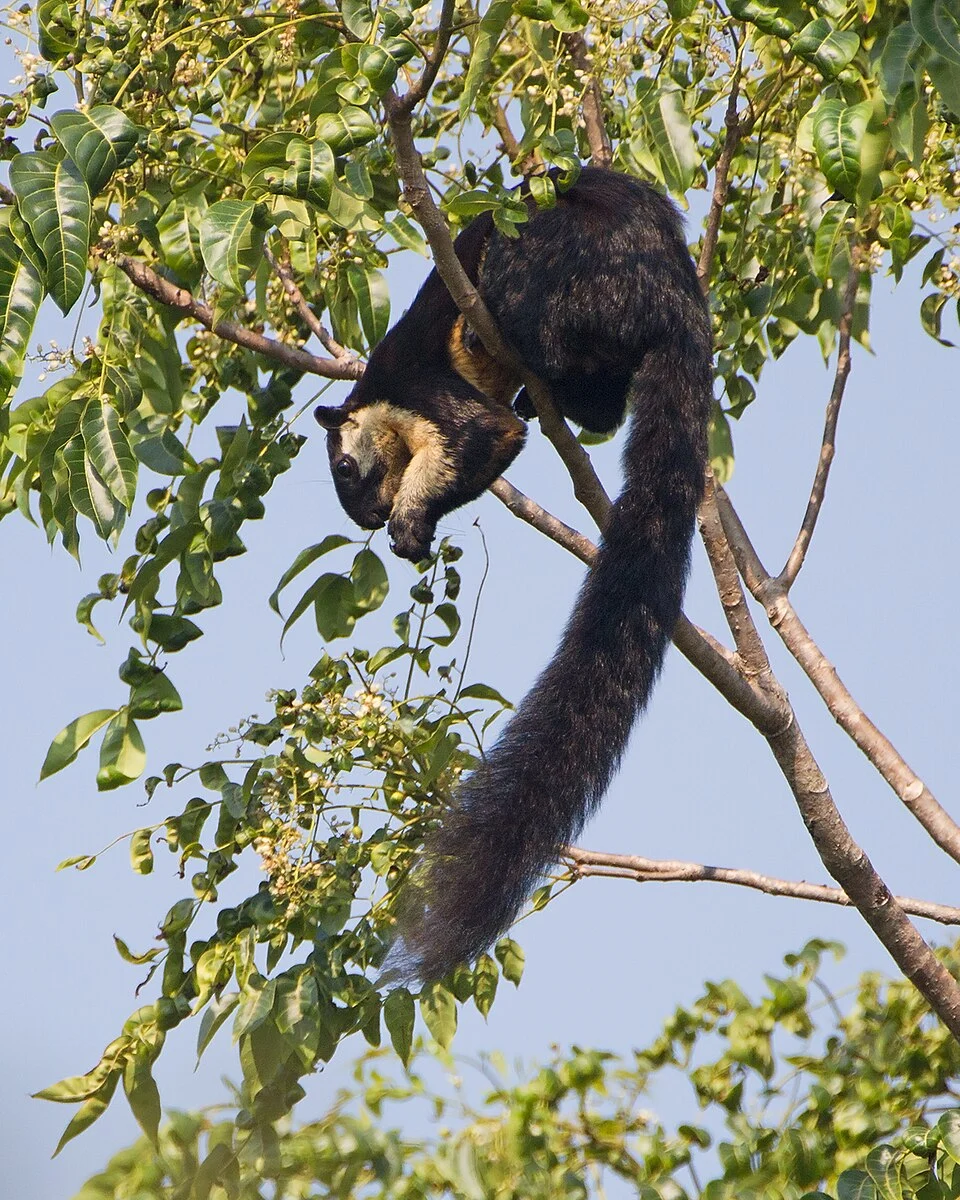 Ratufa bicolor , Khao Yai National Park, Pak Chong, Thailand