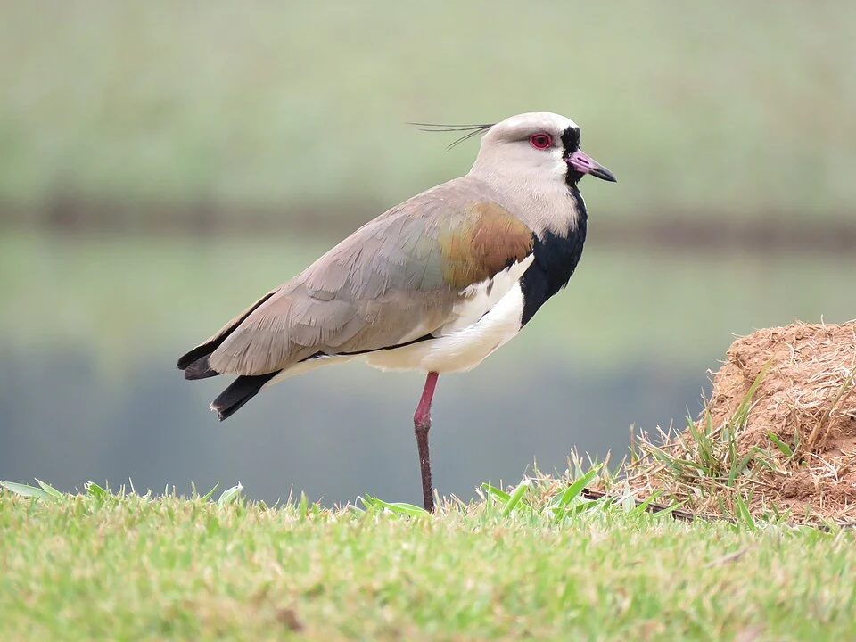 Southern Lapwing observed in the Parque do Mirim, Indaiatuba, SP, BR.