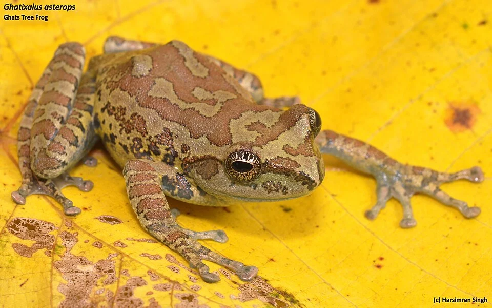 Ghatixalus asterops