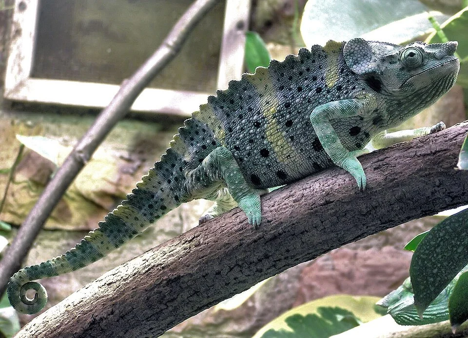 Meller’s chameleon Chamaeleo melleri in Bristol Zoo, Bristol, England.